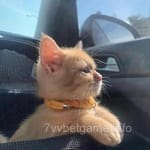 ارشاد قریشی